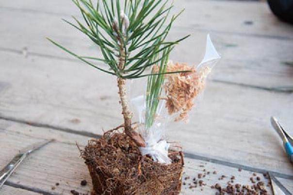 图解 如何修剪才3年的黑松盆景发芽枝条