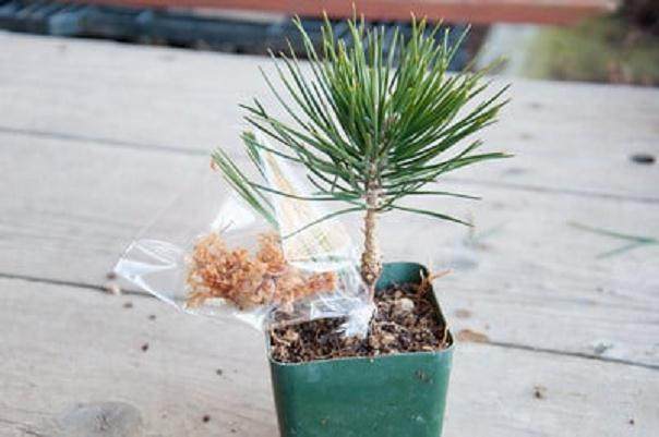 图解 如何修剪才3年的黑松盆景发芽枝条