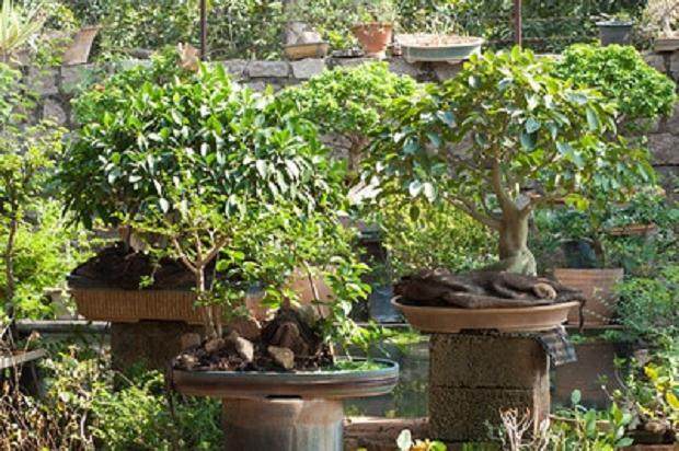 访问海印度德拉巴的什锦盆景