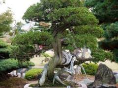 请欣赏来自高砂山的盆景