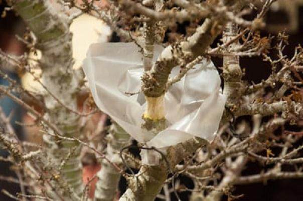 图解 在湾岛盆景会议上对发芽的空中压条