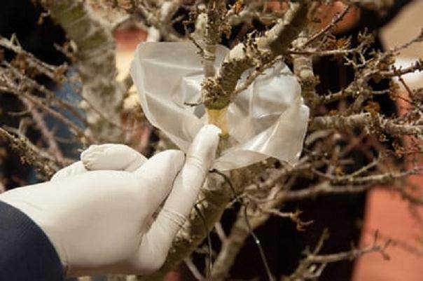 图解 在湾岛盆景会议上对发芽的空中压条