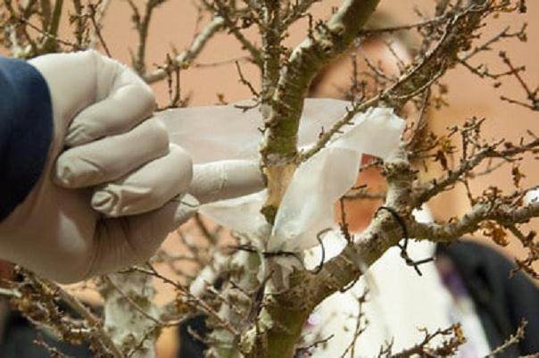 图解 在湾岛盆景会议上对发芽的空中压条