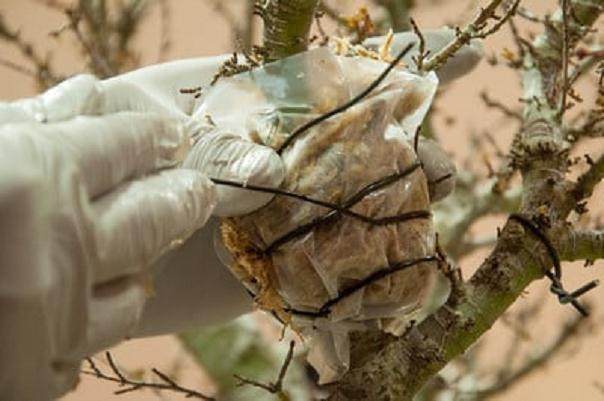 图解 在湾岛盆景会议上对发芽的空中压条