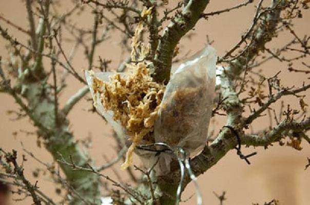图解 在湾岛盆景会议上对发芽的空中压条