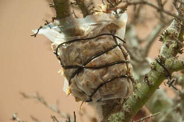 图解 在湾岛盆景会议上对发芽的空中压条