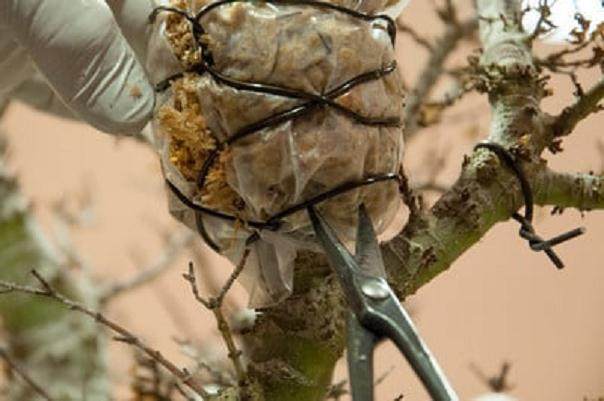 图解 在湾岛盆景会议上对发芽的空中压条