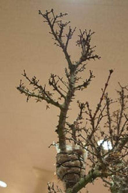 图解 在湾岛盆景会议上对发芽的空中压条