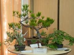 湾岛盆景在其年度展览的第一天举行拍卖