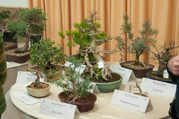 湾岛盆景在其年度展览的第一天举行拍卖