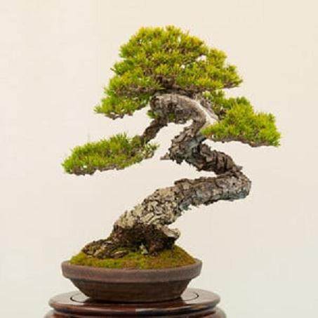 更多来自湾岛盆景的第14届年度展览