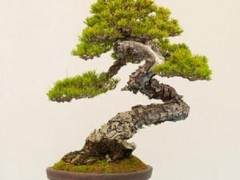 更多来自湾岛盆景的第十四届年度展览