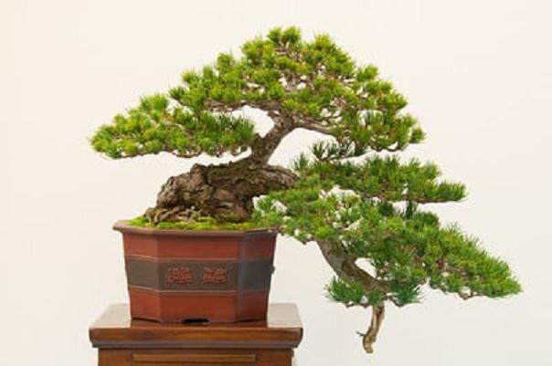 更多来自湾岛盆景的第十四届年度展览