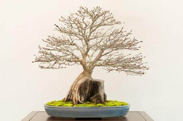 更多来自湾岛盆景的第十四届年度展览