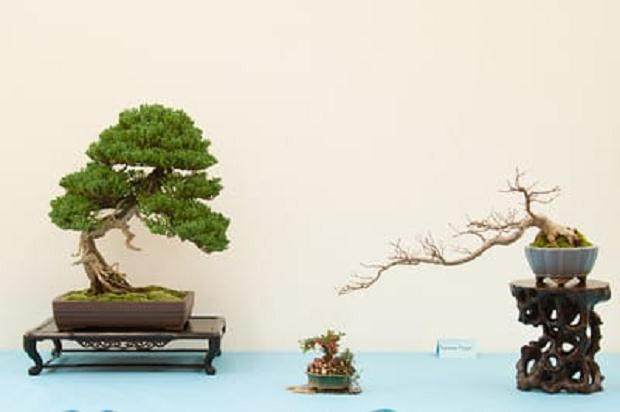 湾岛盆景第十四届年度展览中展出小品盆景