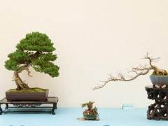 湾岛盆景第十四届年度展览中展出小品盆景