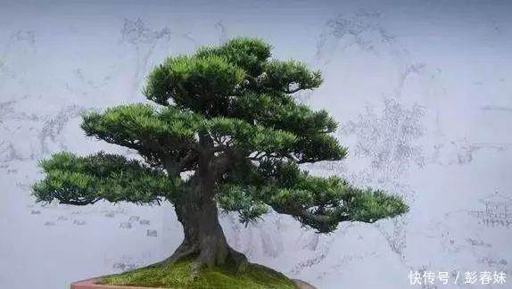 盆景枝条增粗有办法,简单几招教给你!