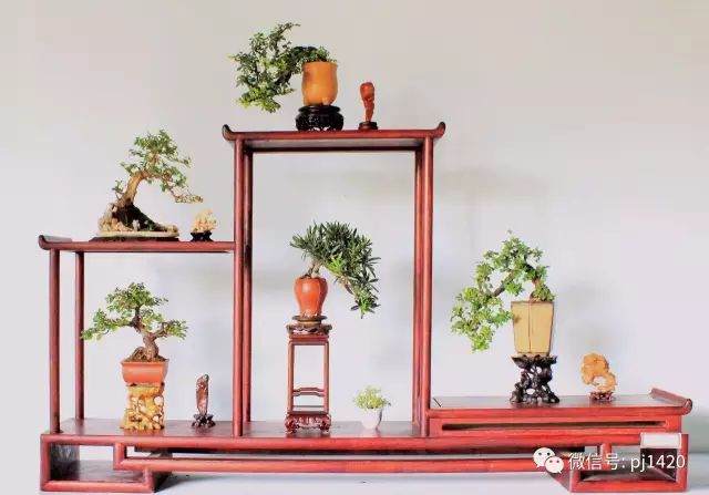 为啥小品盆景越来越受欢迎？