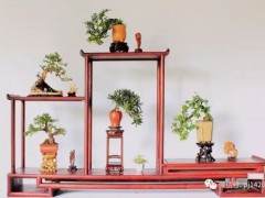 为啥小品盆景越来越受欢迎？