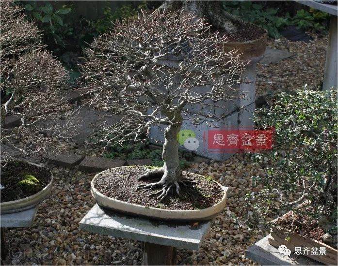 图解 盆景怎么靠接补根的5个方法