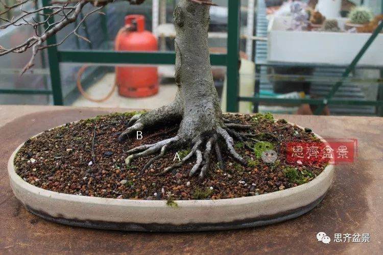 图解 盆景怎么靠接补根的5个方法
