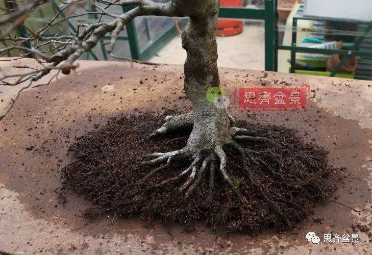 图解 盆景怎么靠接补根的5个方法