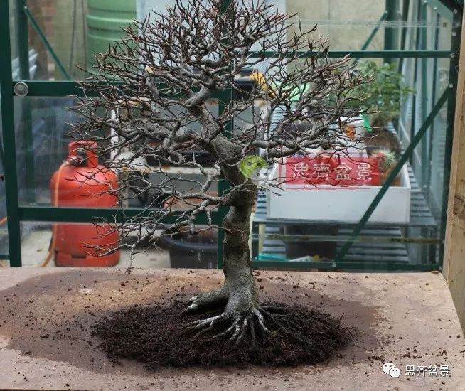 图解 盆景怎么靠接补根的5个方法