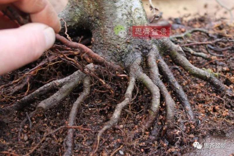 图解 盆景怎么靠接补根的5个方法