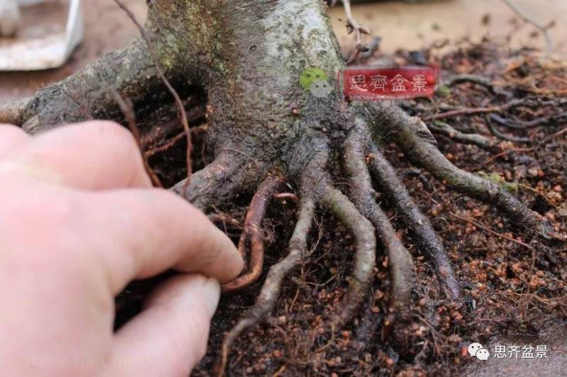 图解 盆景怎么靠接补根的5个方法