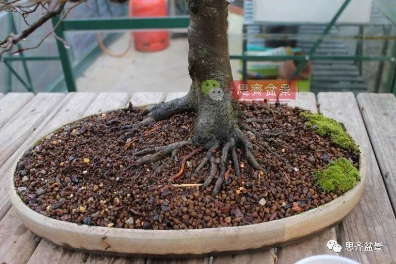 图解 盆景怎么靠接补根的5个方法