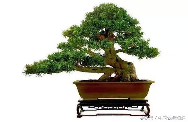 蓬莱松盆景制作方法后期养护技巧