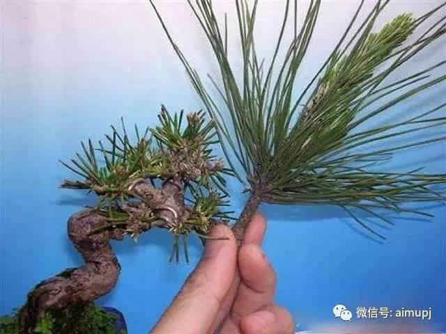 图解 黑松盆景在冬季时做梳叶的工作