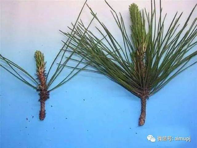 图解 黑松盆景在冬季时做梳叶的工作