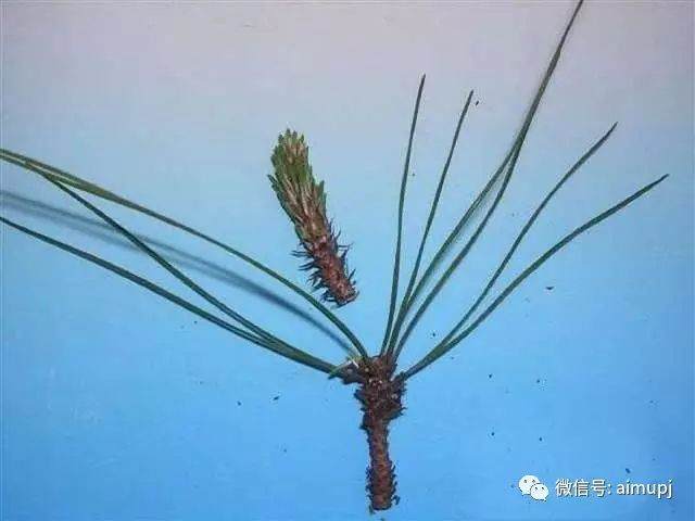 图解 黑松盆景在冬季时做梳叶的工作