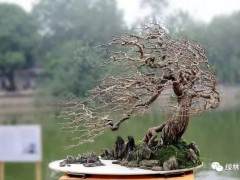 是盆景病了 还是你病了？