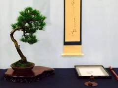 第四届美国国家盆景展