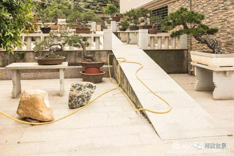 2018晋江盆景协会组织的泉港盆景参观团