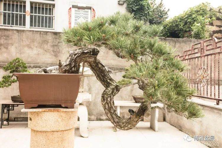 2018晋江盆景协会组织的泉港盆景参观团