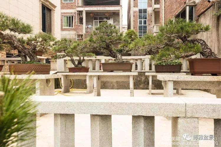 2018晋江盆景协会组织的泉港盆景参观团