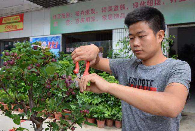 农村小伙靠盆景手艺 去年总收入6多万元