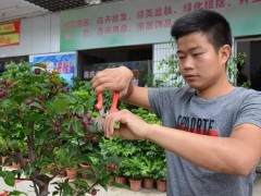 农村小伙靠盆景手艺 去年总收入6多万元