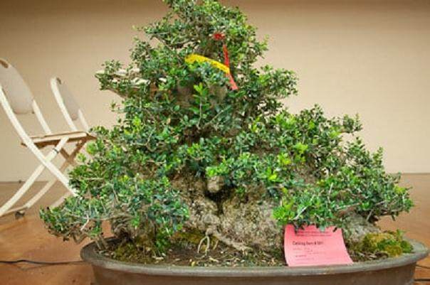 每年2月都有许多北加州的盆景爱好者来到奥克兰