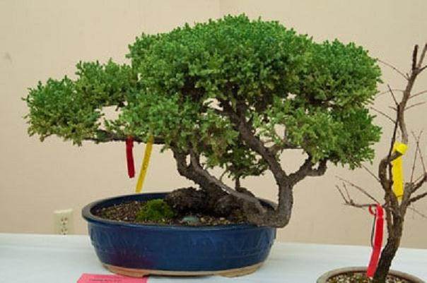 每年2月都有许多北加州的盆景爱好者来到奥克兰