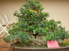 每年2月都有许多北加州的盆景爱好者来到奥克兰