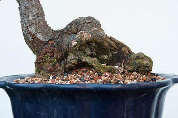 图解 日本梅花盆景怎么修剪的前后对比