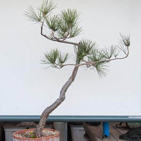 图解 如何弯曲松树盆景的分支