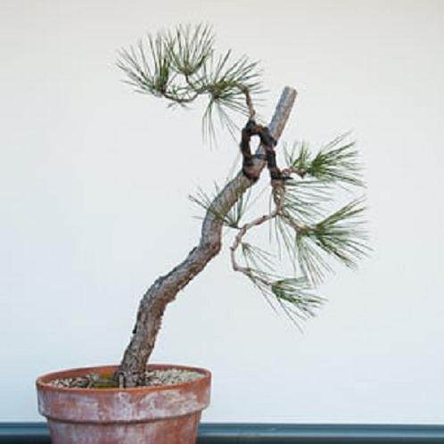 图解 如何弯曲松树盆景的分支