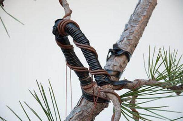 图解 如何弯曲松树盆景的分支