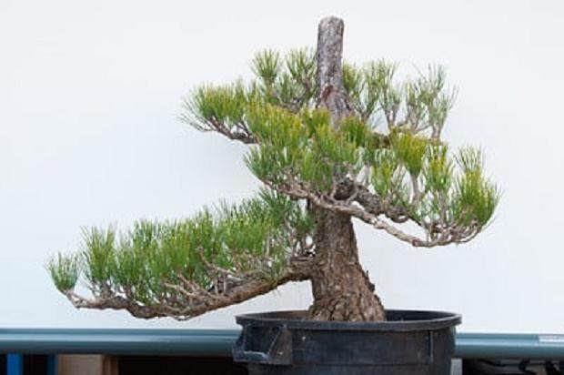 图解 日本黑松盆景的制作过程 第3部分