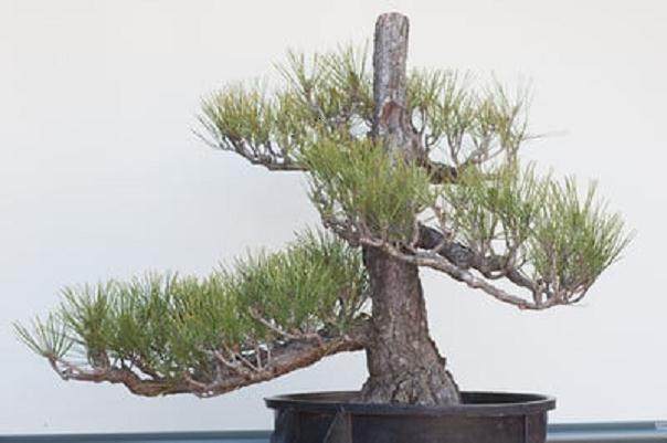 日本黑松盆景的制作过程 - 第3部分